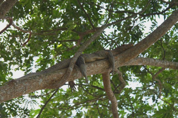 Croc on Tree