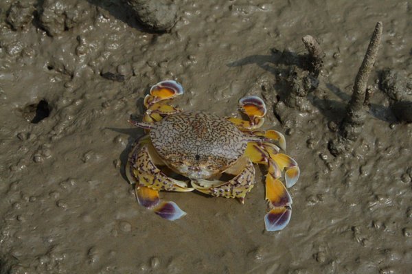 Rare Crab