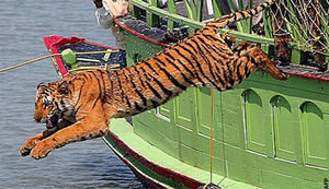 Tigress being released back into jungle