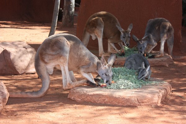 Hungry Roos 2