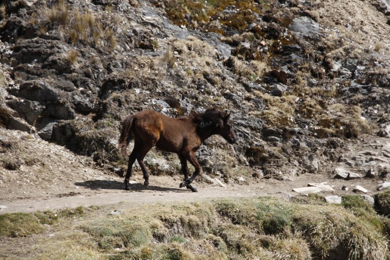Wild horse /mule, donkey?