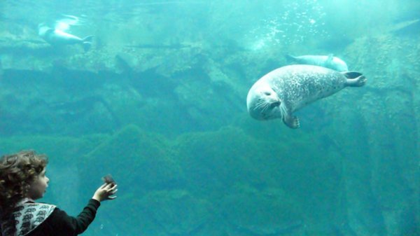 Seal at the Oceanopolis
