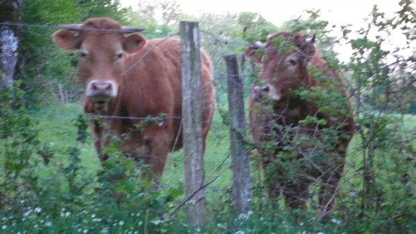 Inquisitive Limousin cows