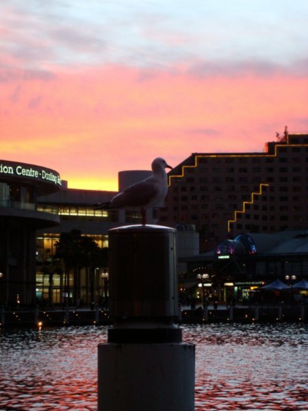 Darling Harbour at Sunset III