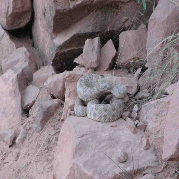 Canyon Rattle snake 