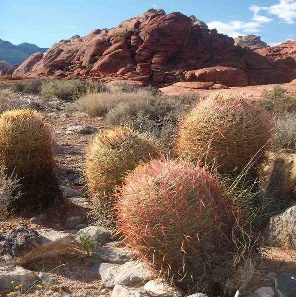 Round Cacti at Red Rock Canyon 