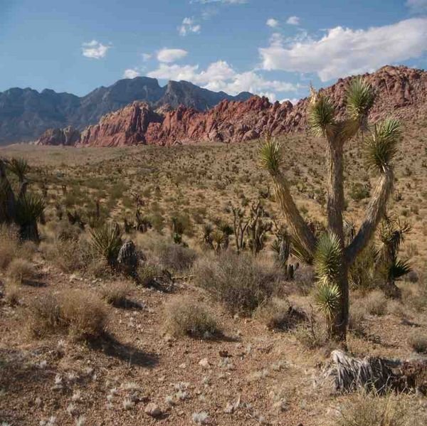 wild west cactus at Red Rock