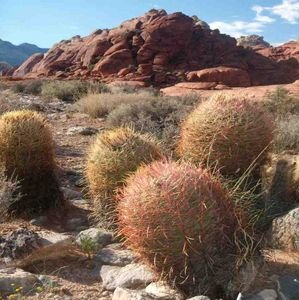 Round Cacti at Red Rock Canyon 
