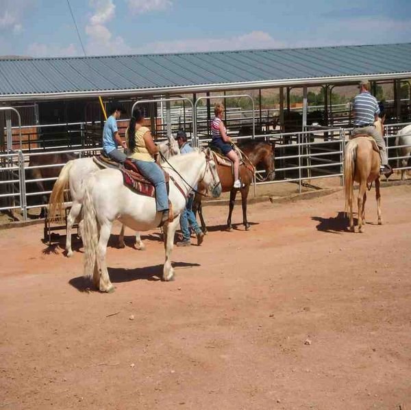 Horses at the Bonnie Springs ranch