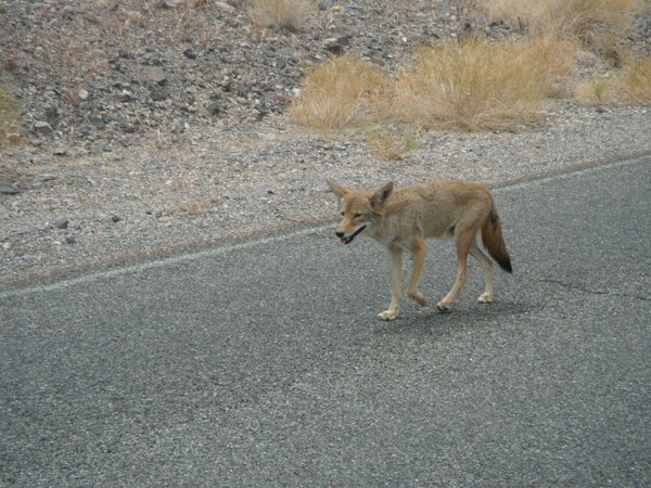 Wiley coyote