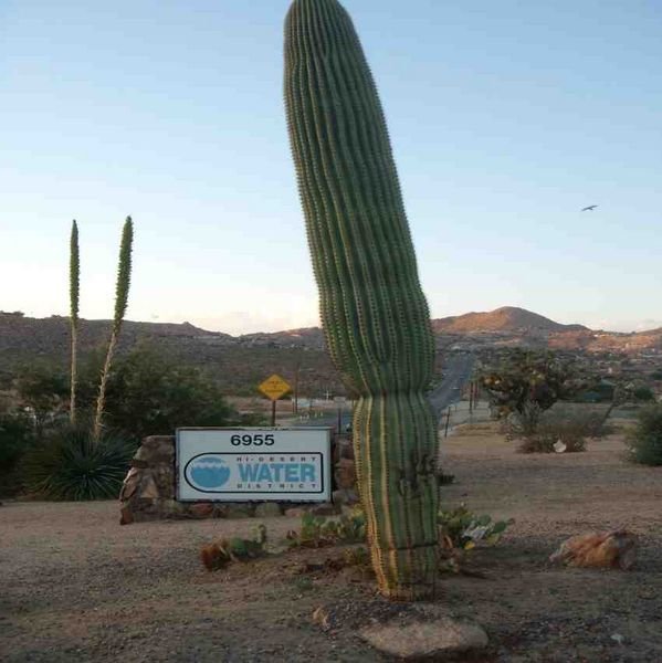 Very Very Big Cactus