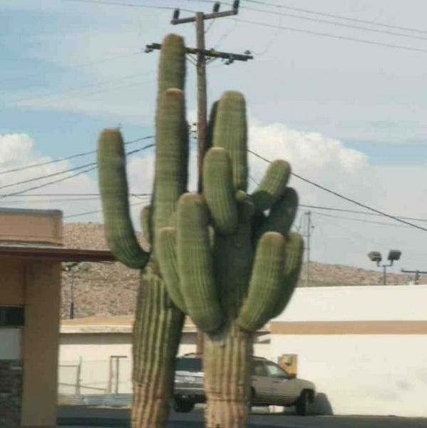 Another cool cactus