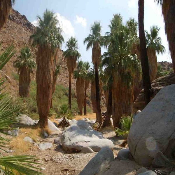 Palms at Indian Canyon 