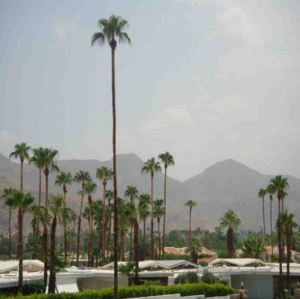 Palms at Palm Springs 