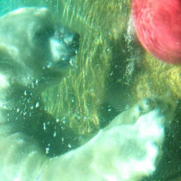 polar bear underwater 
