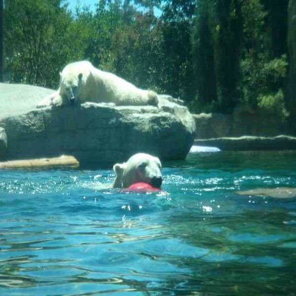 polar bear playing with a ball 