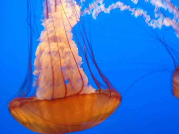 Orange jelly fish 
