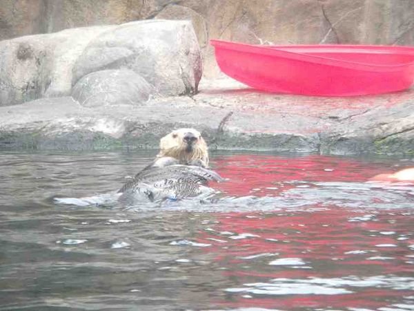 otter at the aquarium 