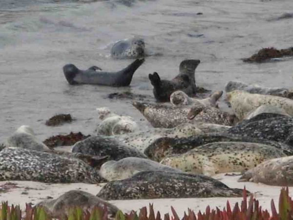 seals on the beach at Monterey