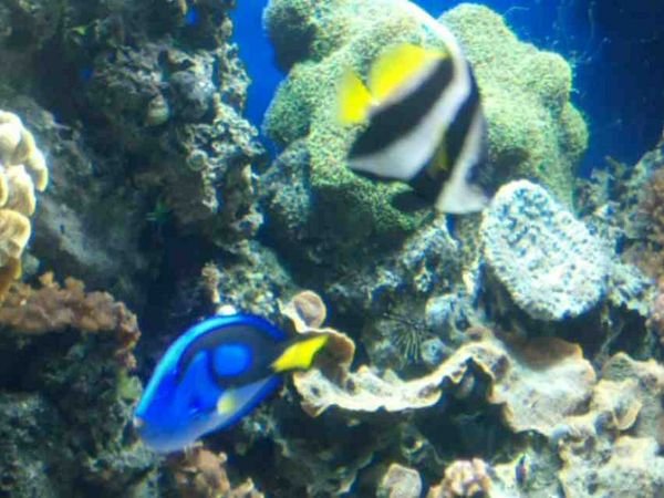 stripey blue fish 