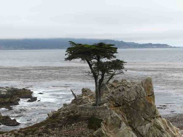 Lone pine at pebble beach golf course