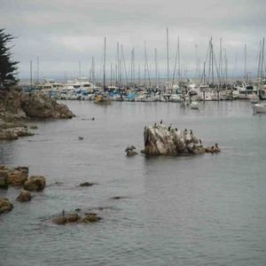 Fishing boats at Monterey 