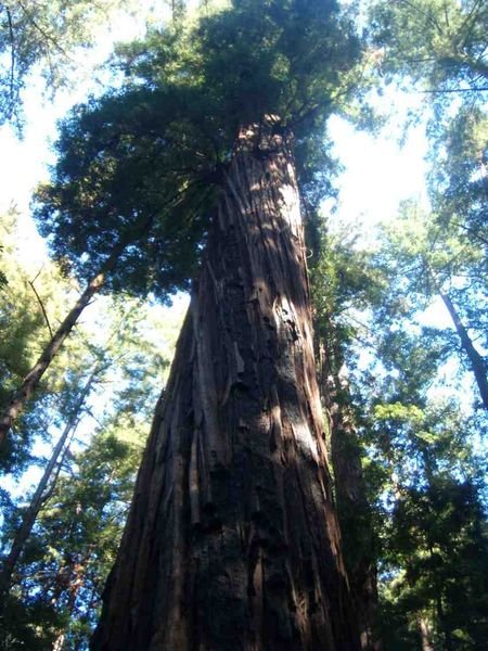 Another redwood 