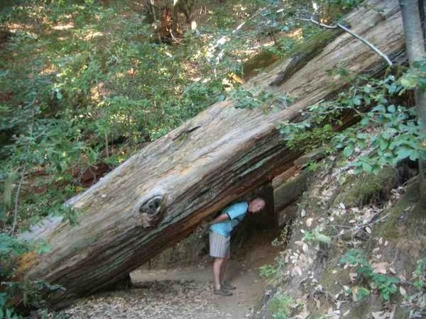 Gra weightlifting a redwood tree