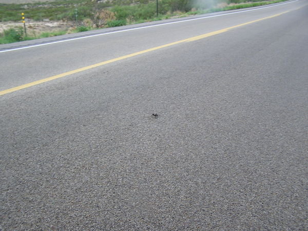 why did the tarantula cross the road.