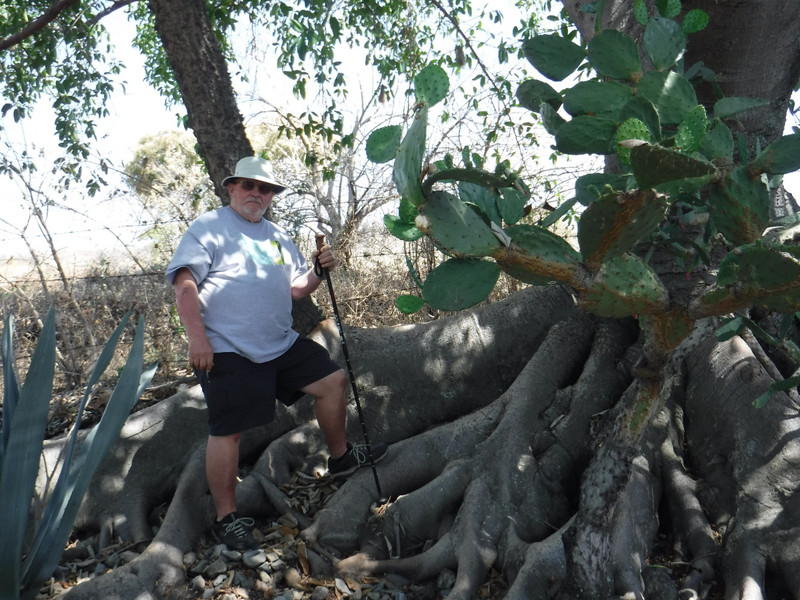 The intrepid hiker, lost in the roots of a giant tree.