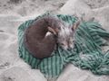 Rat on the beach