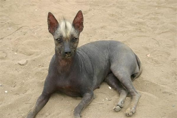 Peruvian Hairless Dog