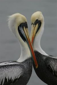A Couple of Love Birds