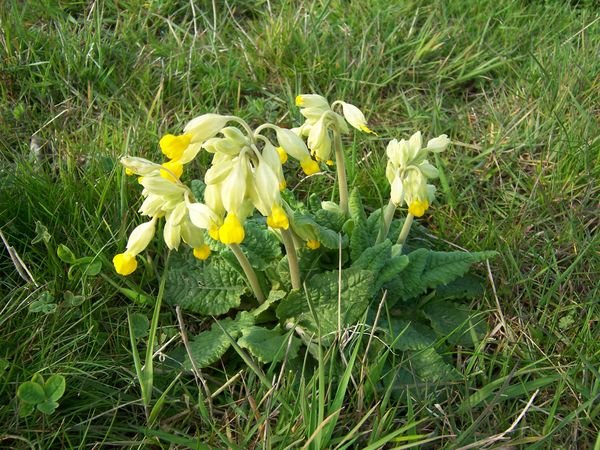 Cowslips in the meadows