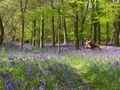 Bluebells in May Bentley Woods