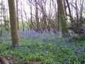 Spring Wood bluebells