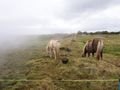 Icelandic 'horses' in the mist