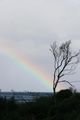 Rainbow and Gnarly Tree