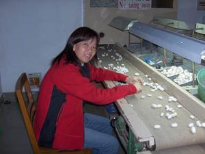 sorting the cocoons