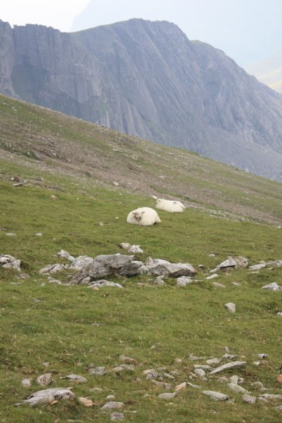 Sheep on Mt. Snowdon