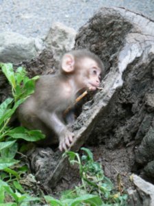 Hiding baby monkey