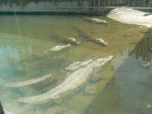 Aligators that also like the heat