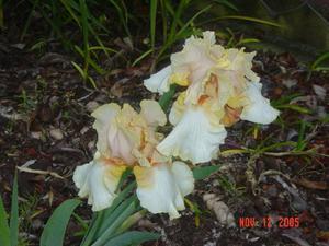 Spring iris in the front garden