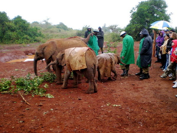The elephant orphanage.