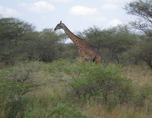 Stately Giraffe