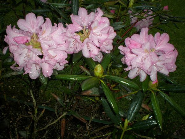 Beautiful rhododendrons