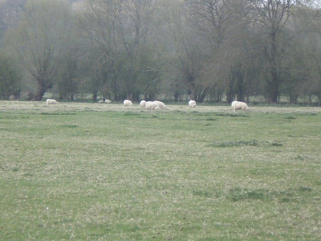 Sheep in the meadow