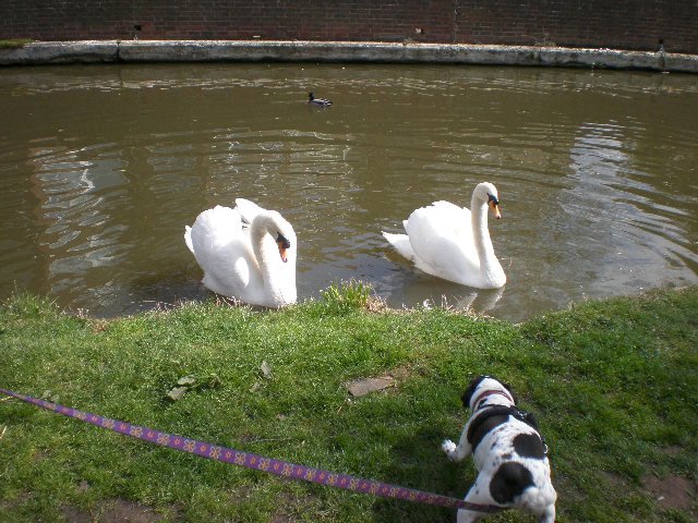 Louis and the swans