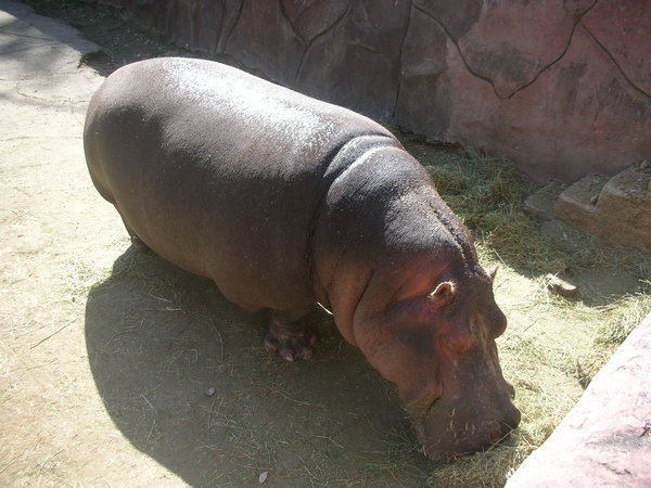 hippo!