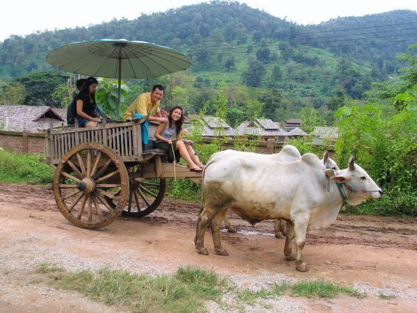 ox cart ride